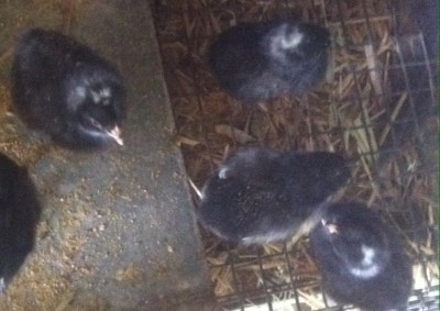 foto.JPG (252.02 KiB) Osservato 1225 volte foto.JPG