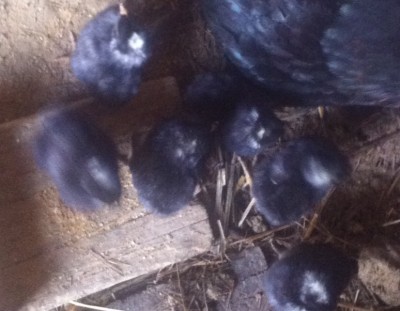 foto(1).JPG (169.59 KiB) Osservato 1268 volte foto(1).JPG