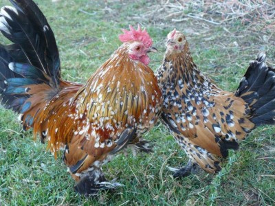 NANA CALZATA MILLEFIORI O SABELPOOT / P1040311 (FILEminimizer).jpg P1040311 (FILEminimizer).jpg