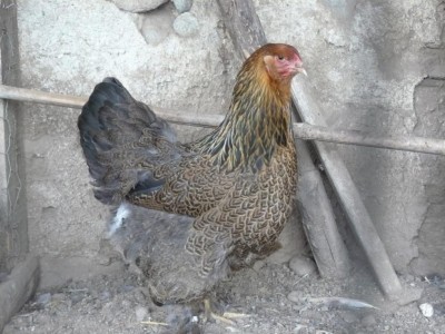 BRAHMA / P1050421 (FILEminimizer).JPG P1050421 (FILEminimizer).JPG