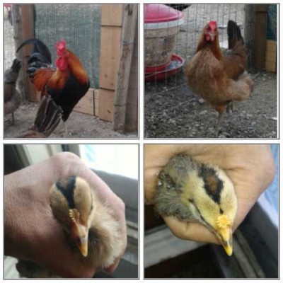 1462877474447.jpg (26.24 KiB) Osservato 916 volte 1462877474447.jpg