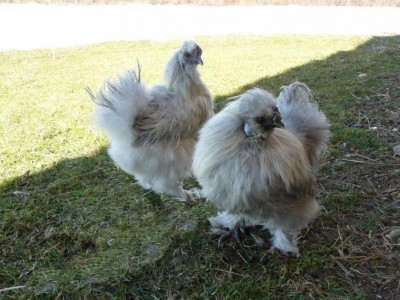 P1040386 (FILEminimizer).jpg (125.07 KiB) Osservato 715 volte P1040386 (FILEminimizer).jpg