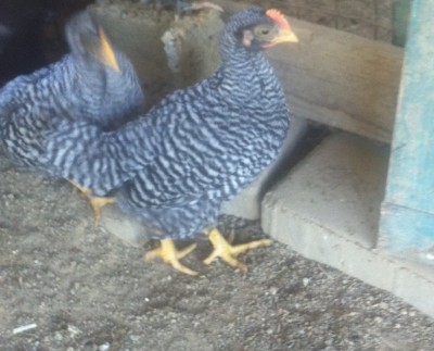 foto2.JPG (154.14 KiB) Osservato 1354 volte foto2.JPG