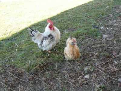 P1040364 (FILEminimizer).jpg (159.15 KiB) Osservato 1271 volte P1040364 (FILEminimizer).jpg