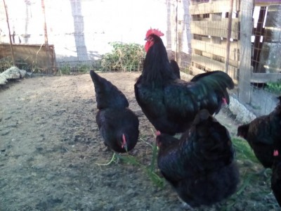 IMG_20160112_152653.jpg (91.95 KiB) Osservato 710 volte IMG_20160112_152653.jpg