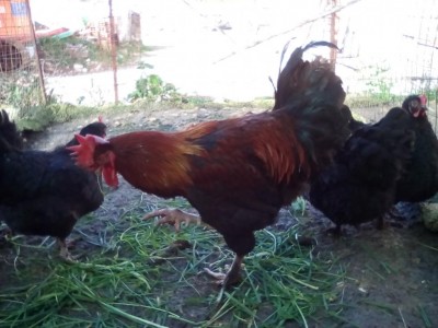 IMG_20160103_123537.jpg (85.12 KiB) Osservato 710 volte IMG_20160103_123537.jpg