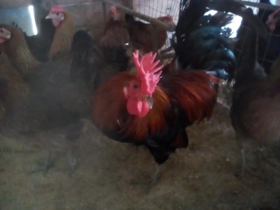 IMG_20160105_141724.jpg (48.58 KiB) Osservato 710 volte IMG_20160105_141724.jpg