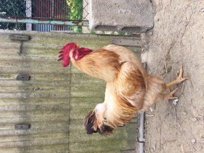 IMG_2334.JPG (157.64 KiB) Osservato 679 volte IMG_2334.JPG