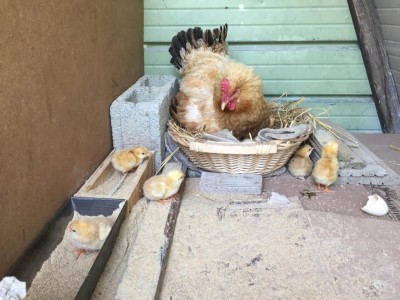 IMG_2066.JPG (114.84 KiB) Osservato 677 volte IMG_2066.JPG