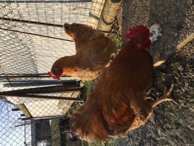 IMG_0459.JPG (164.74 KiB) Osservato 677 volte IMG_0459.JPG