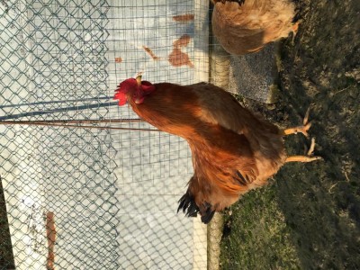 IMG_0457.JPG (188.99 KiB) Osservato 677 volte IMG_0457.JPG