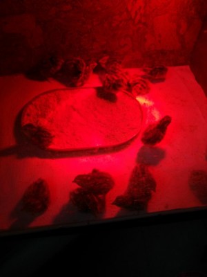 20160623181217.jpg (45.05 KiB) Osservato 943 volte 20160623181217.jpg