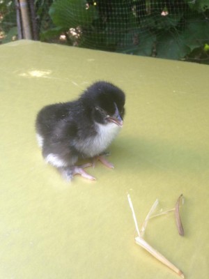 Marans / IMG_1753.JPG IMG_1753.JPG