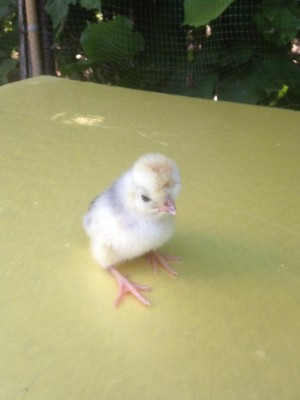 Olandese dal ciuffo / IMG_1763.JPG IMG_1763.JPG