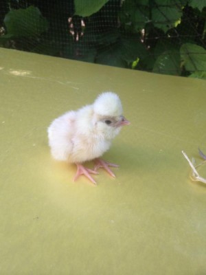 Padovana / IMG_1769.JPG IMG_1769.JPG