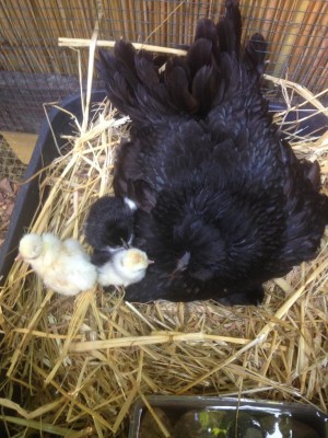 Family portrait :D / IMG_1772.JPG IMG_1772.JPG