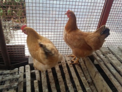 c1c2ac4b-8bff-4a86-b8cd-1988ff697c96.jpg (73.45 KiB) Osservato 527 volte c1c2ac4b-8bff-4a86-b8cd-1988ff697c96.jpg