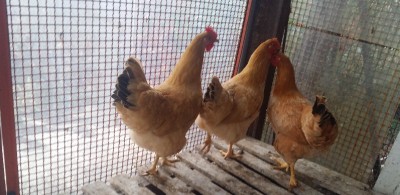 20150914_184419.jpg (160.92 KiB) Osservato 528 volte 20150914_184419.jpg