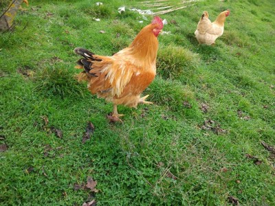 1.jpg (182.41 KiB) Osservato 1031 volte 1.jpg