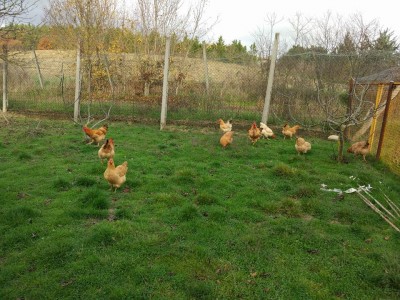 3.jpg (153.6 KiB) Osservato 1074 volte 3.jpg