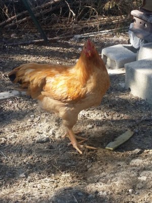 4.jpg (155.84 KiB) Osservato 1074 volte 4.jpg