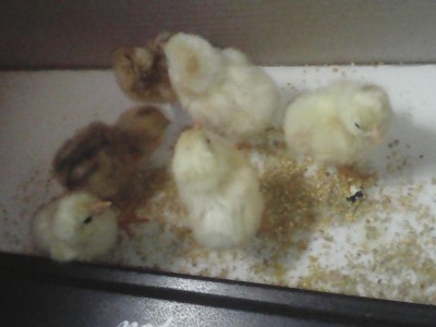 Quelli marroncino sono aracuana.. / IMG_20161207_132228.jpg IMG_20161207_132228.jpg