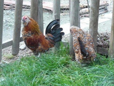 P1050002 (FILEminimizer).JPG (139.91 KiB) Osservato 961 volte P1050002 (FILEminimizer).JPG