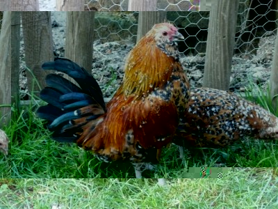 P1040992 (FILEminimizer).JPG (146.14 KiB) Osservato 962 volte P1040992 (FILEminimizer).JPG