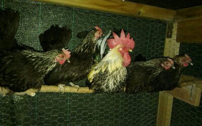 1479452398363.jpg 1479452398363.jpg