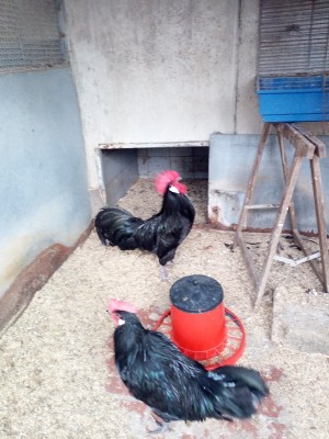 IMG_20170115_121651.jpg (328.13 KiB) Osservato 897 volte IMG_20170115_121651.jpg