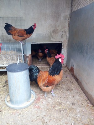 IMG_20170115_121817.jpg (324.28 KiB) Osservato 897 volte IMG_20170115_121817.jpg