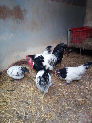 IMG_20170115_121845.jpg (338.73 KiB) Osservato 897 volte IMG_20170115_121845.jpg