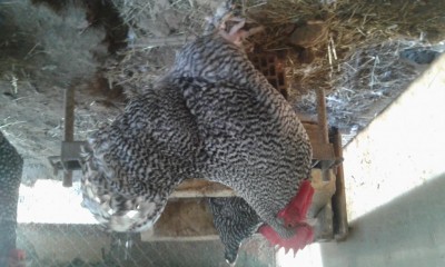 20170129_104650.jpg (82.59 KiB) Osservato 2077 volte 20170129_104650.jpg