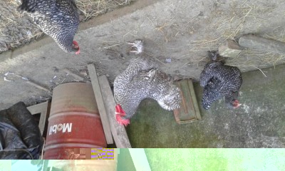 20170129_104437.jpg (111.94 KiB) Osservato 2074 volte 20170129_104437.jpg