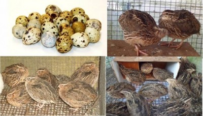 UOVA%20QUAGLIA_.jpg (191.05 KiB) Osservato 923 volte UOVA%20QUAGLIA_.jpg