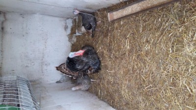 20170213_111427.jpg (108.7 KiB) Osservato 633 volte 20170213_111427.jpg