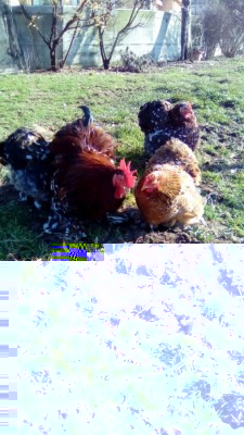 IMG_20170216_150604.jpg (145.24 KiB) Osservato 1467 volte IMG_20170216_150604.jpg