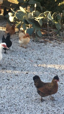 IMG_3071.JPG (135.93 KiB) Osservato 949 volte IMG_3071.JPG