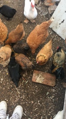 IMG_3076.JPG (110.25 KiB) Osservato 949 volte IMG_3076.JPG