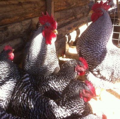 Gruppo Amrocks.jpg (163.22 KiB) Osservato 1230 volte Gruppo Amrocks.jpg