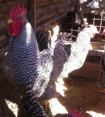 Gruppo Amrocks 2.jpg (142.68 KiB) Osservato 1598 volte Gruppo Amrocks 2.jpg