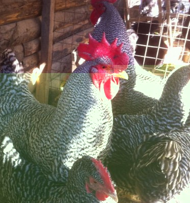 Gruppo Amrocks 3.jpg (154.17 KiB) Osservato 1577 volte Gruppo Amrocks 3.jpg