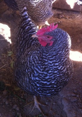 image (12).jpeg (113.08 KiB) Osservato 1577 volte image (12).jpeg