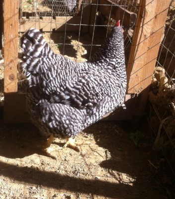 image (13).jpeg (165.9 KiB) Osservato 1577 volte image (13).jpeg