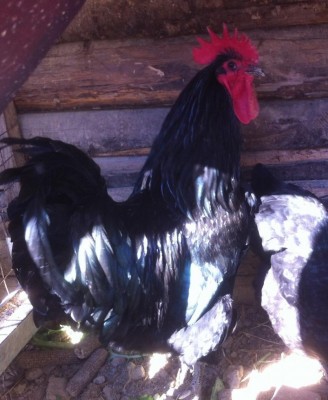 image (4).jpeg (98.88 KiB) Osservato 570 volte image (4).jpeg