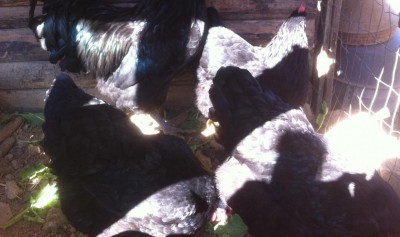 image (6).jpeg (73.45 KiB) Osservato 567 volte image (6).jpeg