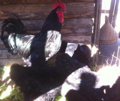 image (7).jpeg (94.97 KiB) Osservato 567 volte image (7).jpeg