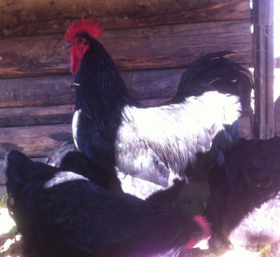 image (8).jpeg (86.16 KiB) Osservato 567 volte image (8).jpeg