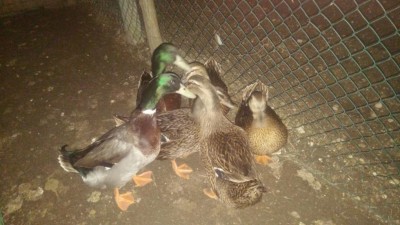 IMG-20170209-WA0017.jpg (86.63 KiB) Osservato 646 volte IMG-20170209-WA0017.jpg