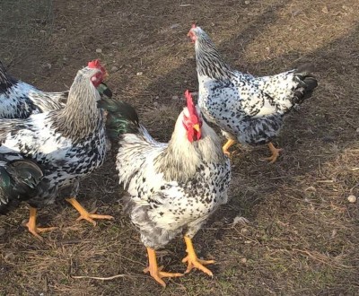 WP_20161224_14_14_58_Pro.jpg (188.78 KiB) Osservato 891 volte WP_20161224_14_14_58_Pro.jpg